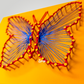Cuttie butterfly (portokalli)